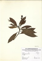 藏品(紅楠(豬腳楠))的圖片